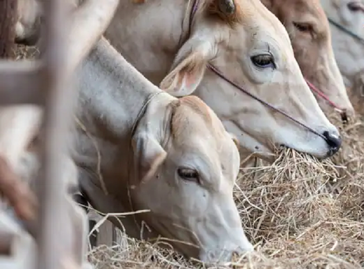 Dream Meaning: Is it auspicious to see a cow in a dream? Know what it means!