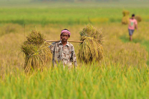 ‘Above normal monsoon rainfall in 2024 bodes well for agricultural sector’