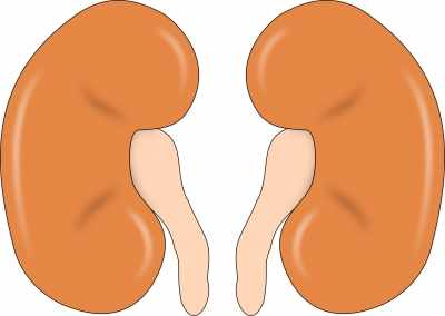 Harvested kidney transported to waiting recipient in Mohali in 10 minutes