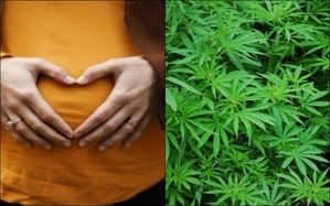 Using marijuana for severe morning sickness may worsen health of mother & baby