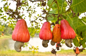 Goa struggling to give taste of real cashew nuts with GI tag to tourists