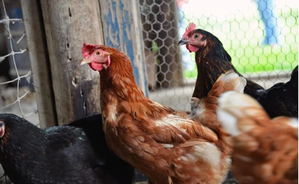 Israel reports first outbreak of bird flu on poultry farm in 2024