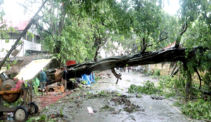 School student dies, mother severely injured as tree falls on autorickshaw in Assam