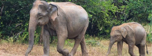 Bodies of seven elephants found in Sri Lanka's national park