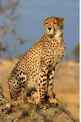 Global charities launch awareness campaign to protect cheetahs in Somalia