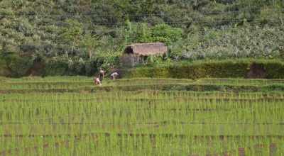 TN likely to announce special Kuruvai package after Lok Sabha poll results