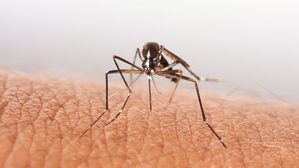 New vaccine offers high protection against malaria