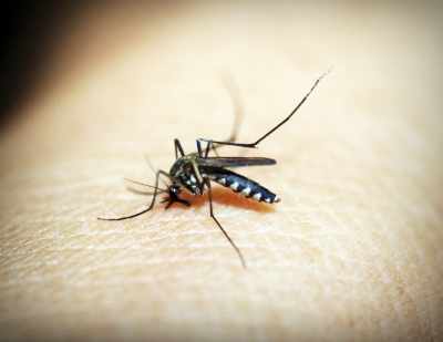 Israel reports fourth fatality of West Nile fever