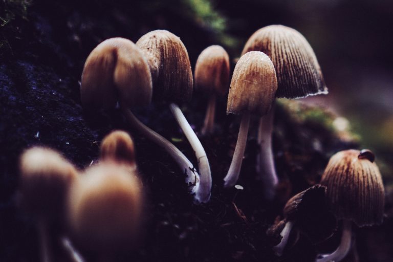 3 Children Die, 9 Fall Sick In Meghalaya After Consuming Wild Mushrooms