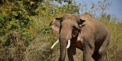 Odisha Elephant Census finds marginal rise in jumbo population in state