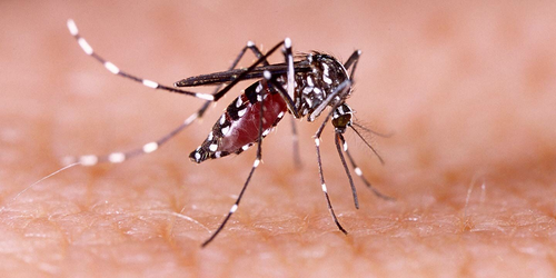 Dengue can seriously affect your brain, nervous system: Doctors