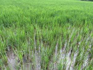 Punjab aims to adopt direct seeding of rice over five lakh acres: Minister