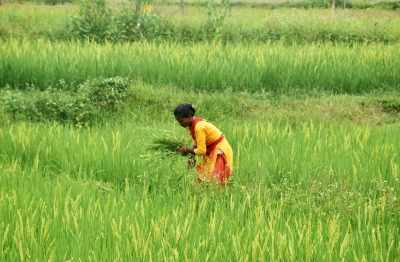 Kharif crop sowing rises by 14.1 pc in 2024, pulses record 50 pc jump