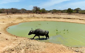 Buffalo scores where panchayat fails, finds its owner in UP village