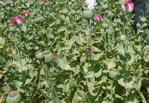 Seven acres of poppy farms in Afghanistan destroyed