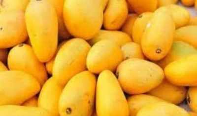 Pakistan exports mangoes to 42 countries, UK largest importer