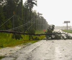 Man dies after tree falls on car amid severe winds in Australia