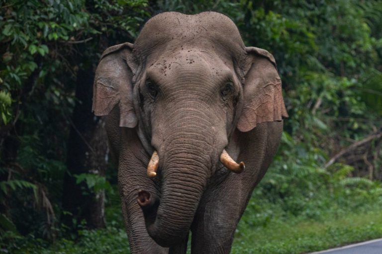 4 Persons Trampled To Death By Elephant In Chhattisgarh