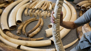 Laos to intensify fight against wildlife crime