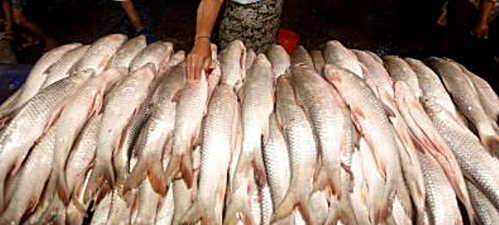 Eating fish laced with carcinogen formalin can damage your kidneys: Experts