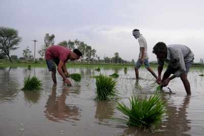 Area under kharif crop increases to Rs 1,065 lakh hectares amid
 better monsoon