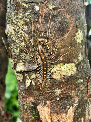 Indian Scutigeromorpha originated in Gondwana, reveals study