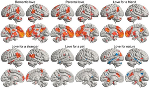 Scientists reveals how love lights up different parts of human brain