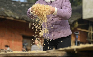 Myanmar to produce dried bamboo shoots with international technology