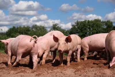 African swine fever outbreak spurs emergency response in South Korea