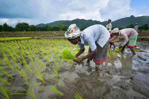 Favourable monsoon boosts paddy sowing beyond normal levels this year