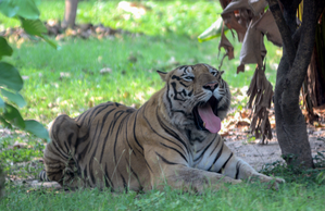 Woman hospitalised after tiger attack at theme park in Australia