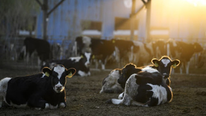 EU to support Danish climate-friendly dairy production with aid