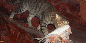 Australian govt boosts funding for war on feral cats