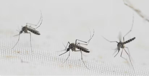 Pakistan: 10 new dengue cases reported in Punjab