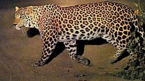 3 injured in leopard attack in Rajasthan