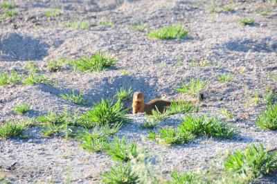 Mongooses eradicated on Japan's world heritage island