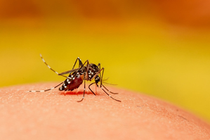 K'taka govt notifies dengue fever as 'epidemic disease'