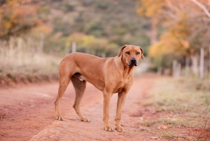 Man Arrested For Tying Dog To His Bike, Dragging It For Kilometres