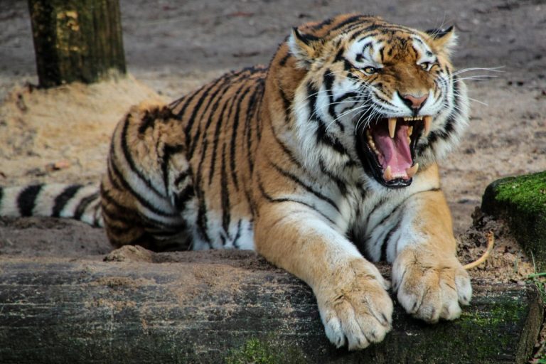 With tiger on prowl, Uttarakhand’s administration declares school holidays on…