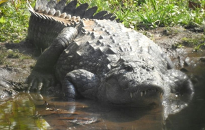 New offences introduced for interacting with crocodiles in Australia