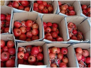 1st consignment of Indian pomegranates reaches Melbourne from Mumbai