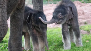 Rare twin elephants born in Myanmar