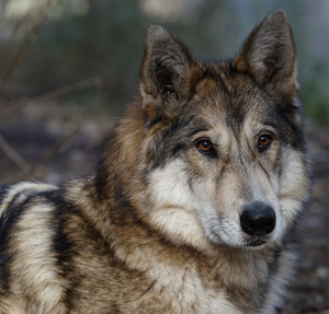 Family of 5 injured in wolf attack in MP