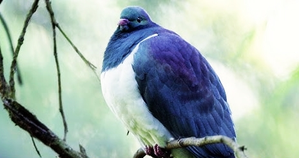 New Zealanders commence voting to choose 'Bird of the Year'