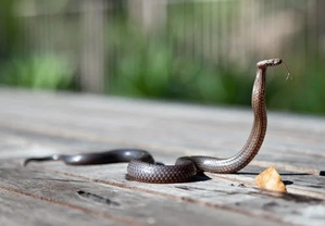 Australian teenager dies from snake bite