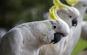 Endangered Australian cockatoo among world's longest-living birds