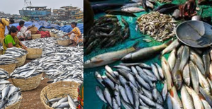 Centre okays Rs 4,969 crore package for fisheries sector